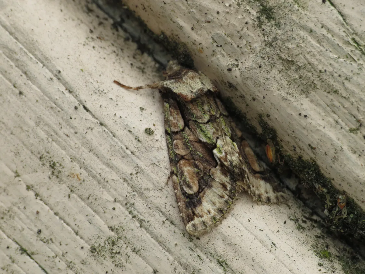 Green-brindled Crescent