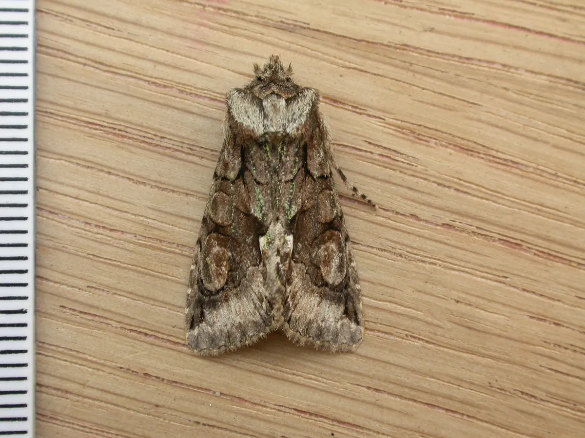 Green-brindled Crescent