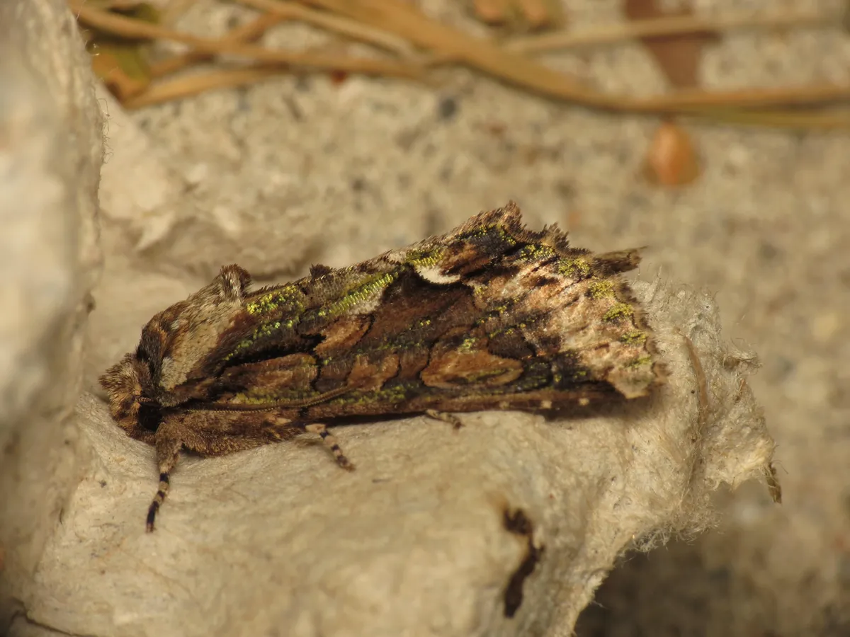 Green-brindled Crescent