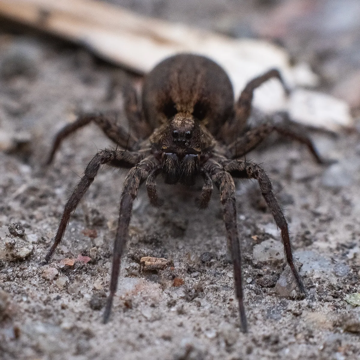 Dusty Wolf Spider