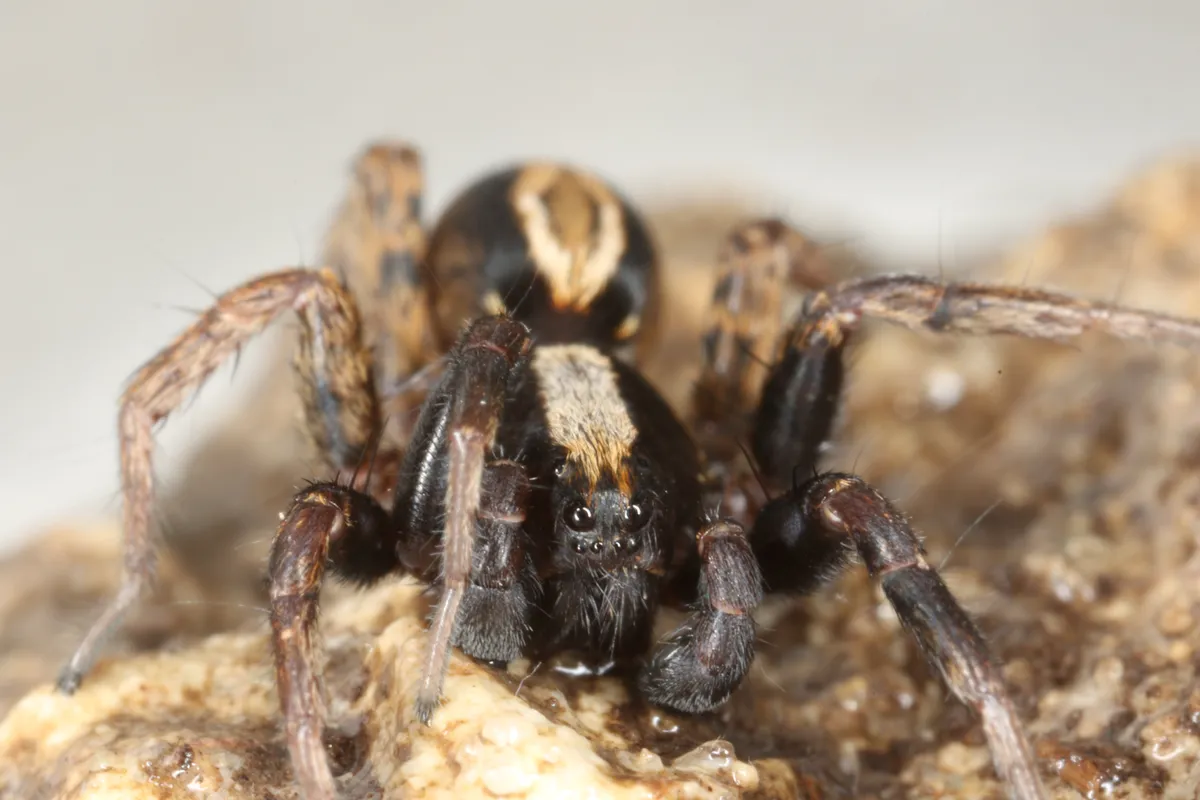 Dusty Wolf Spider