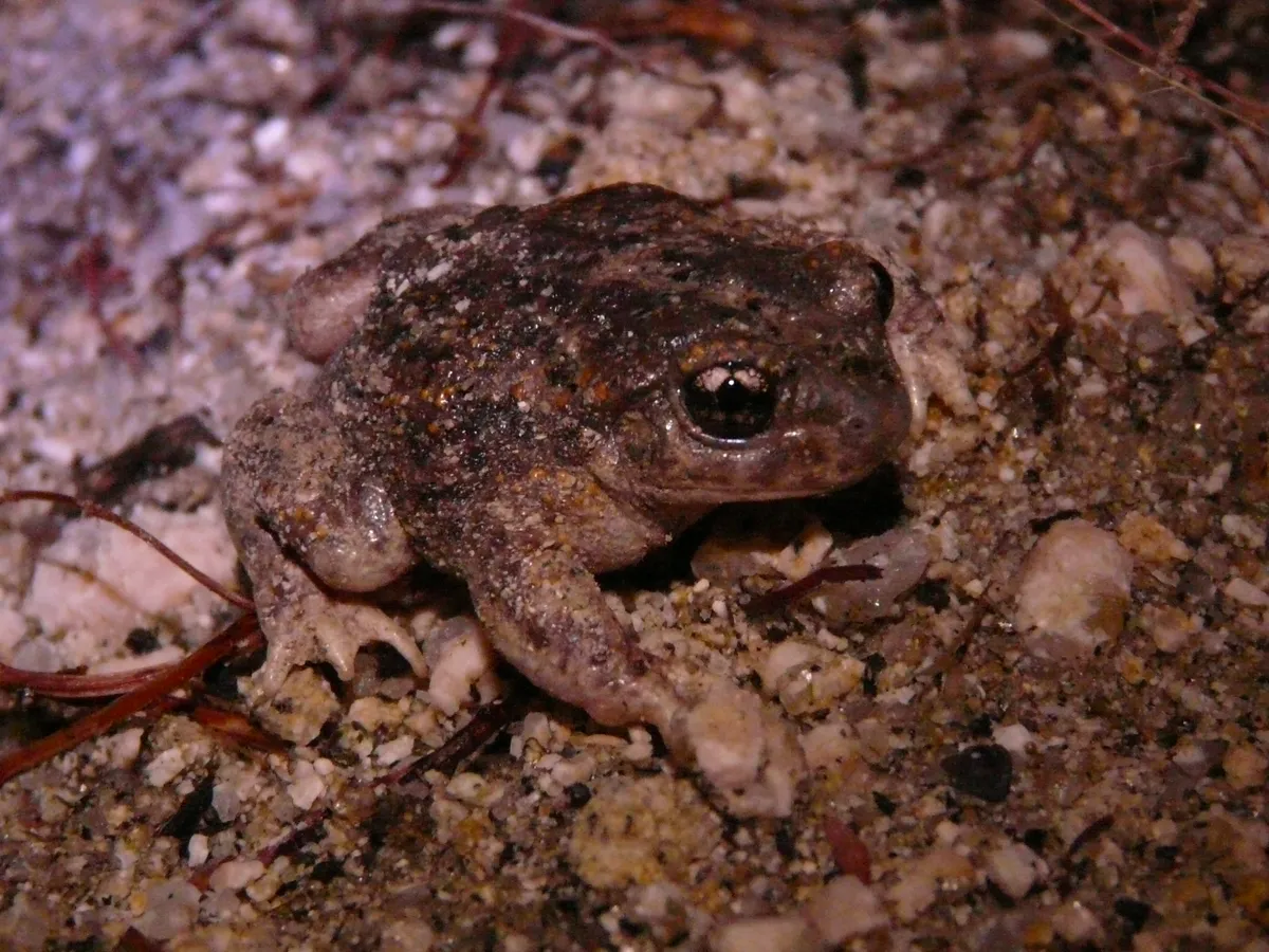 Sapo Partero Ibérico