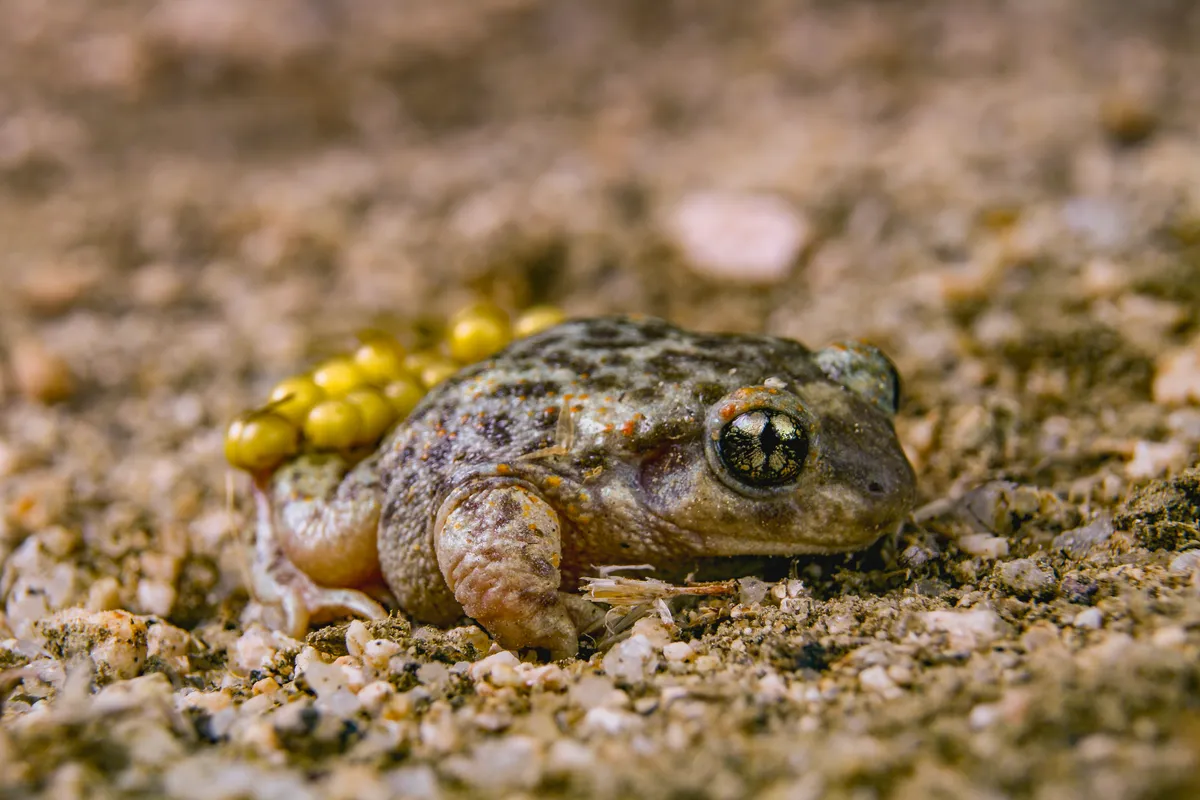 Sapo Partero Ibérico