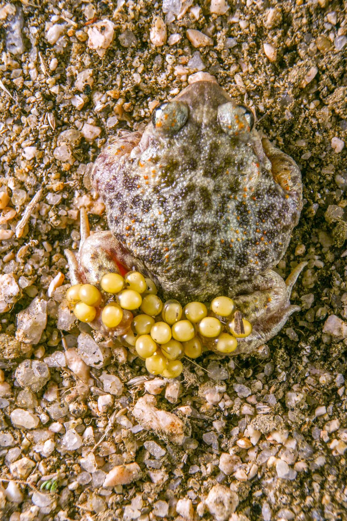 Sapo Partero Ibérico