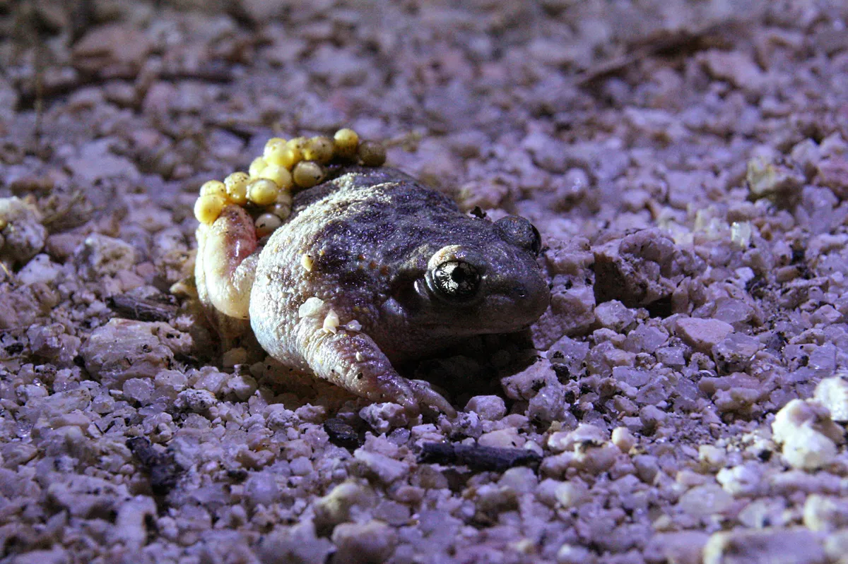 Sapo Partero Ibérico