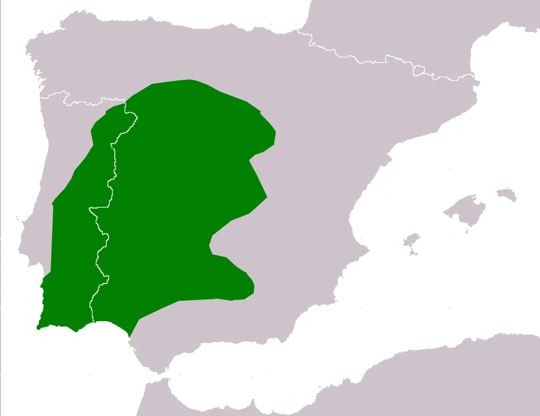 Sapo Partero Ibérico