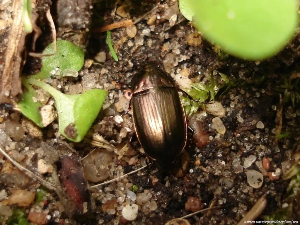 Escarabajo terrestre dorado