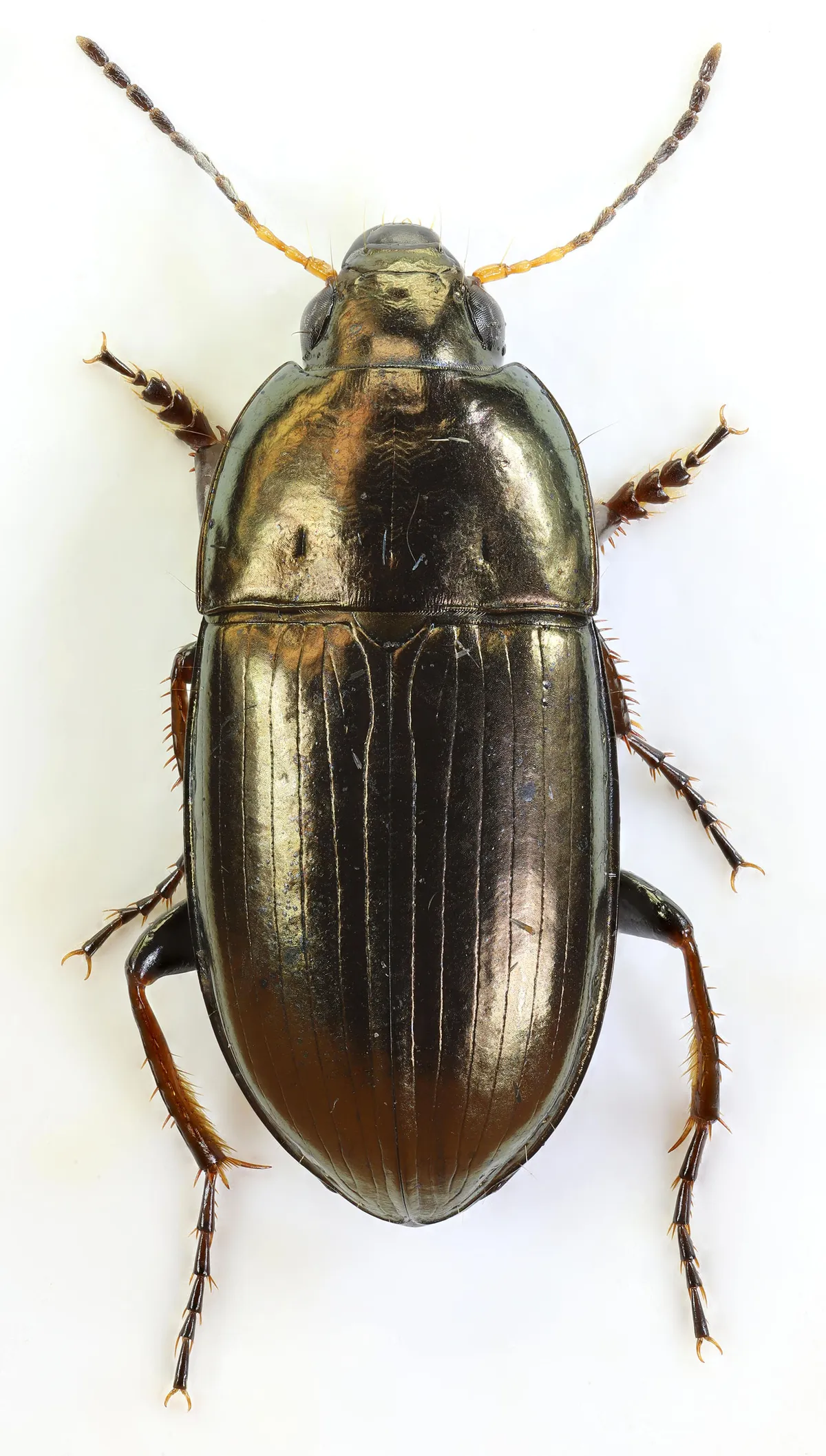 Escarabajo terrestre dorado