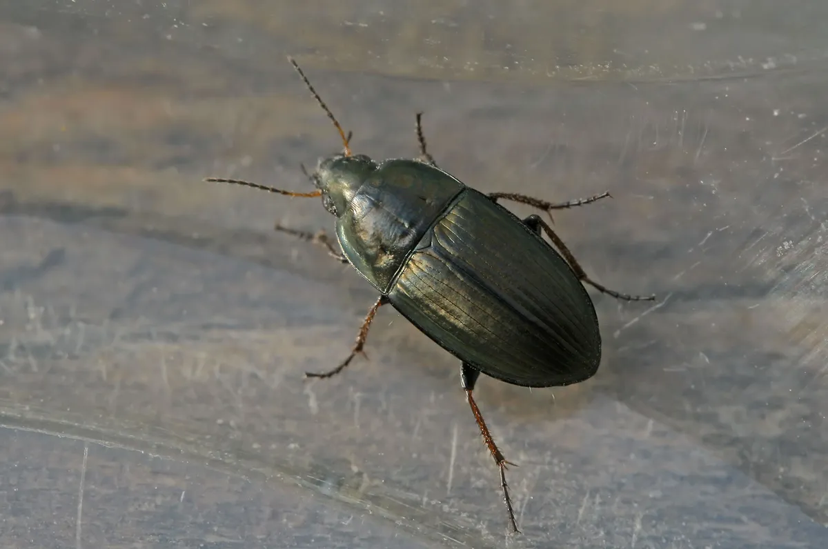 Escarabajo terrestre dorado
