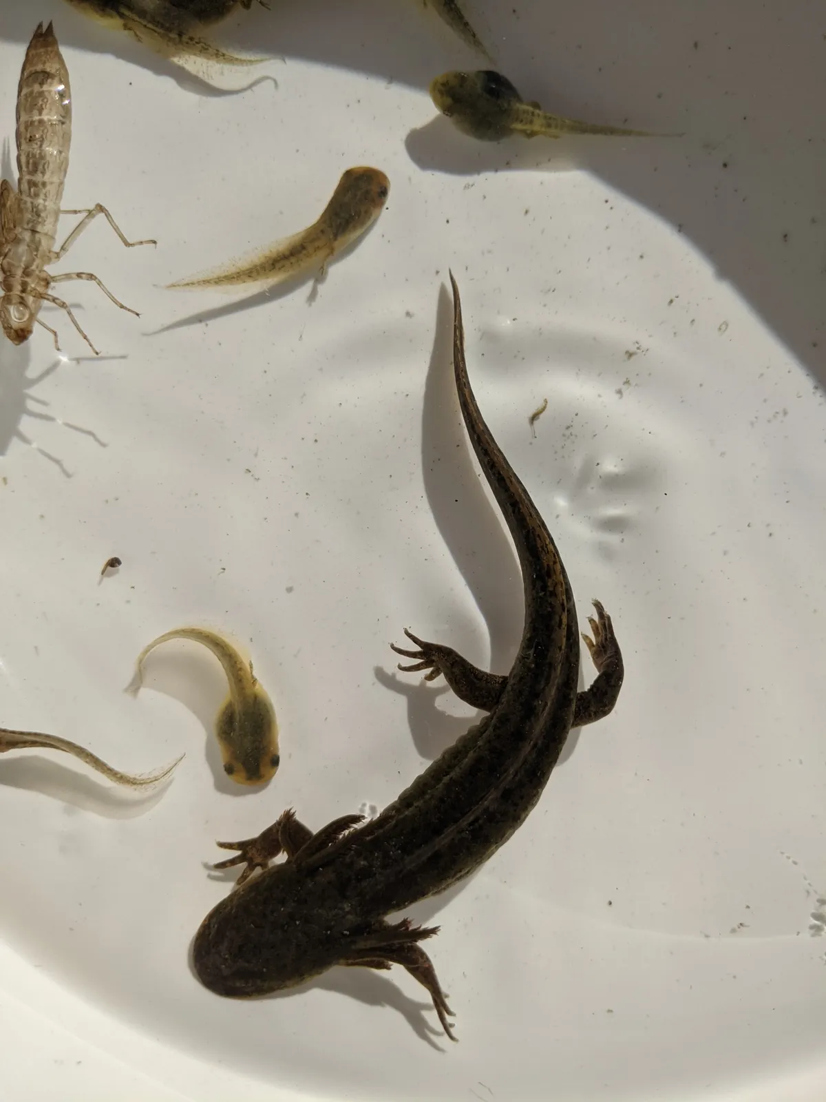 Salamandra del Noroeste