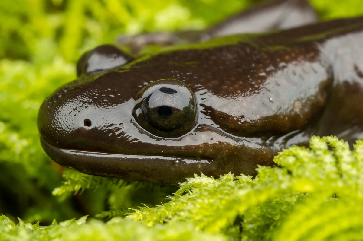 Salamandra del Noroeste