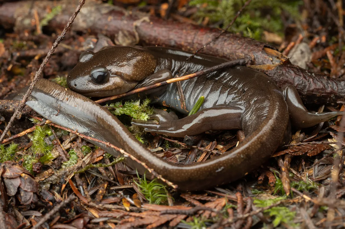 Salamandra del Noroeste