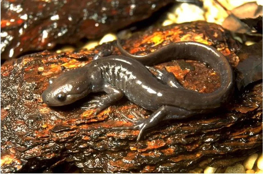 Salamandra de Jefferson