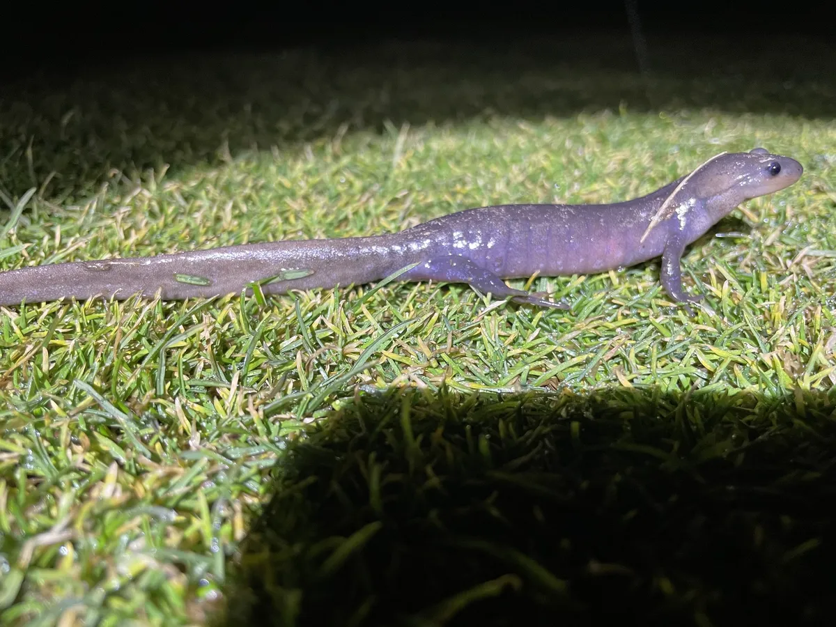 Salamandra de Jefferson