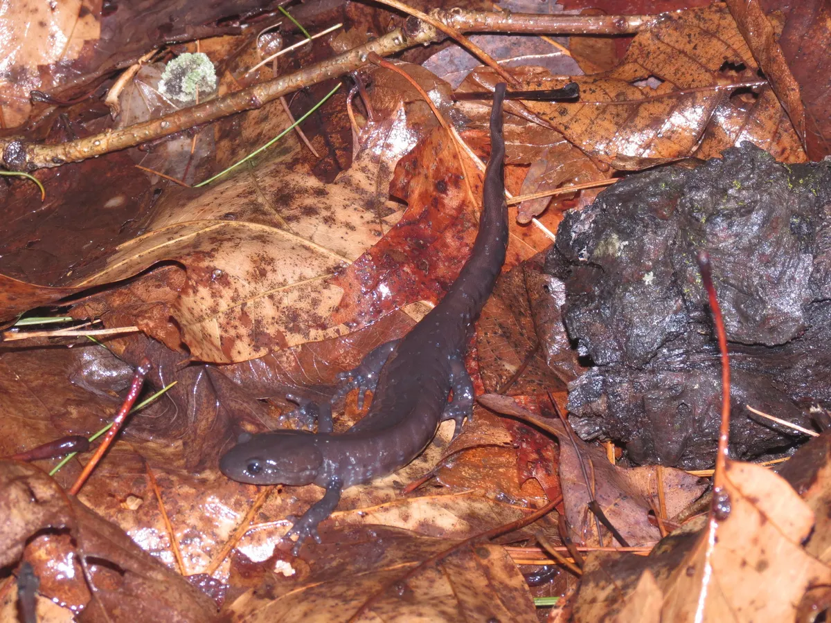 Salamandra de Jefferson