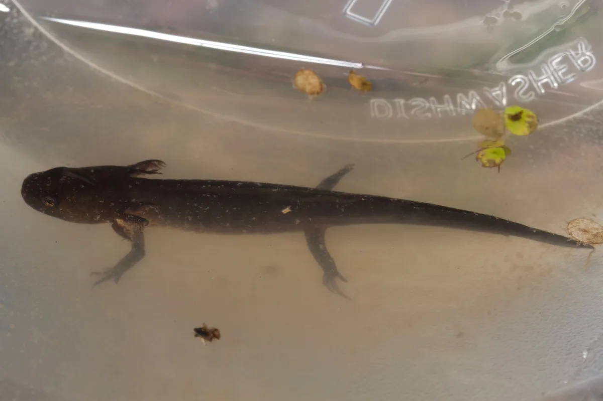 Salamandra de Jefferson