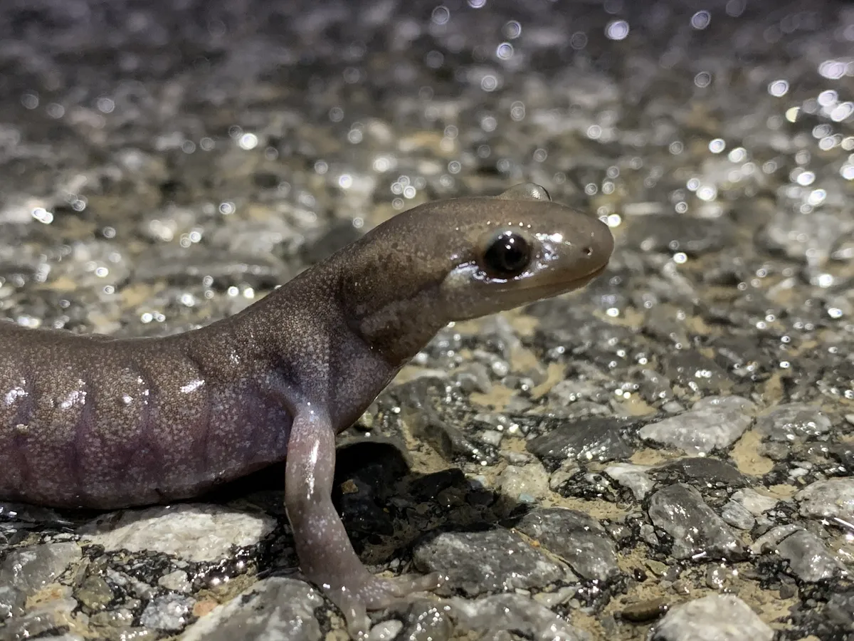 Salamandra de Jefferson