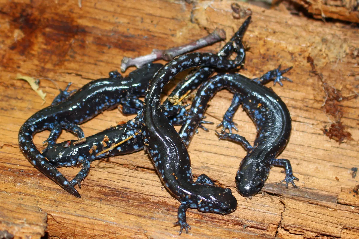 Salamandra Moteada Azul