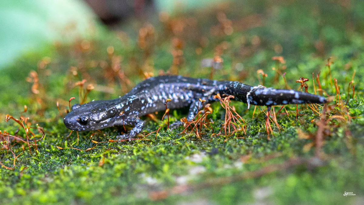 Salamandra Moteada Azul