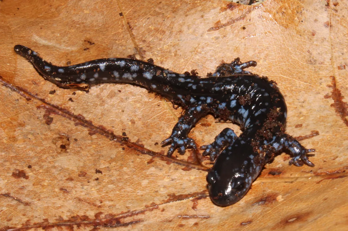 Salamandra Moteada Azul