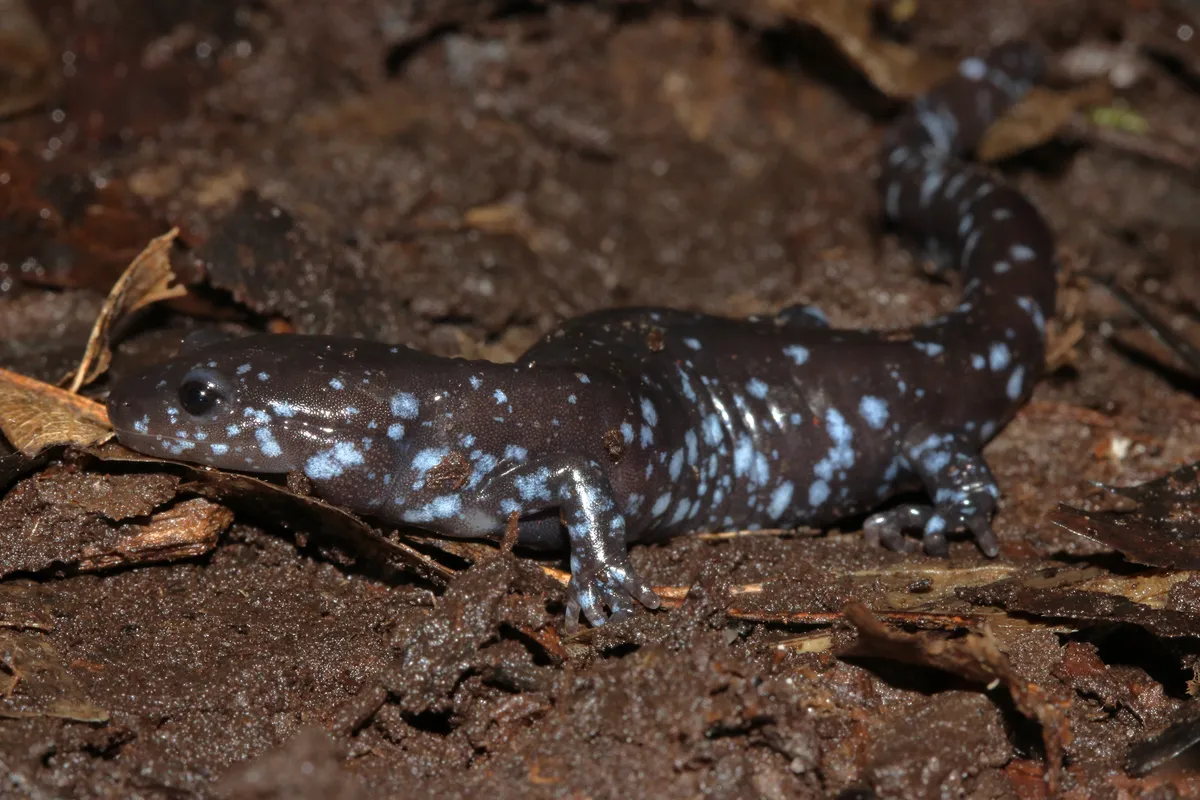 Salamandra Moteada Azul