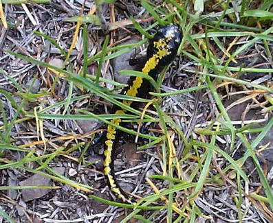 Ambystoma macrodactylum
