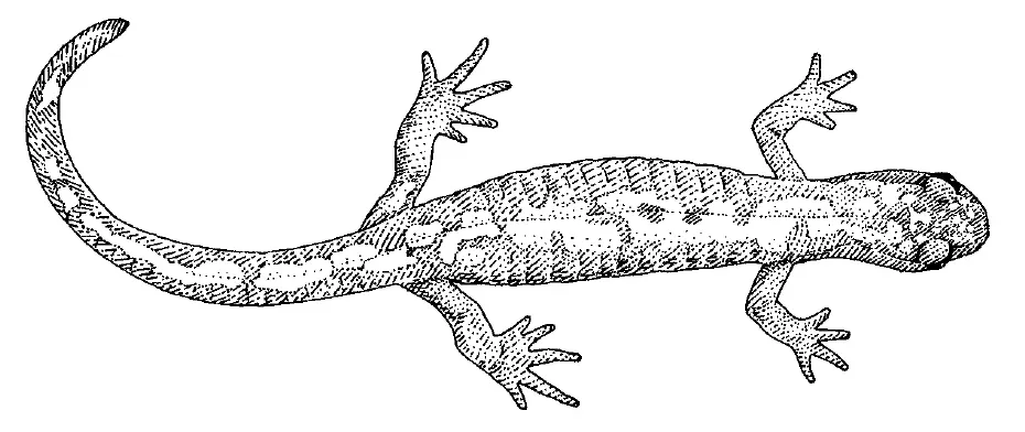 Long-toed Salamander