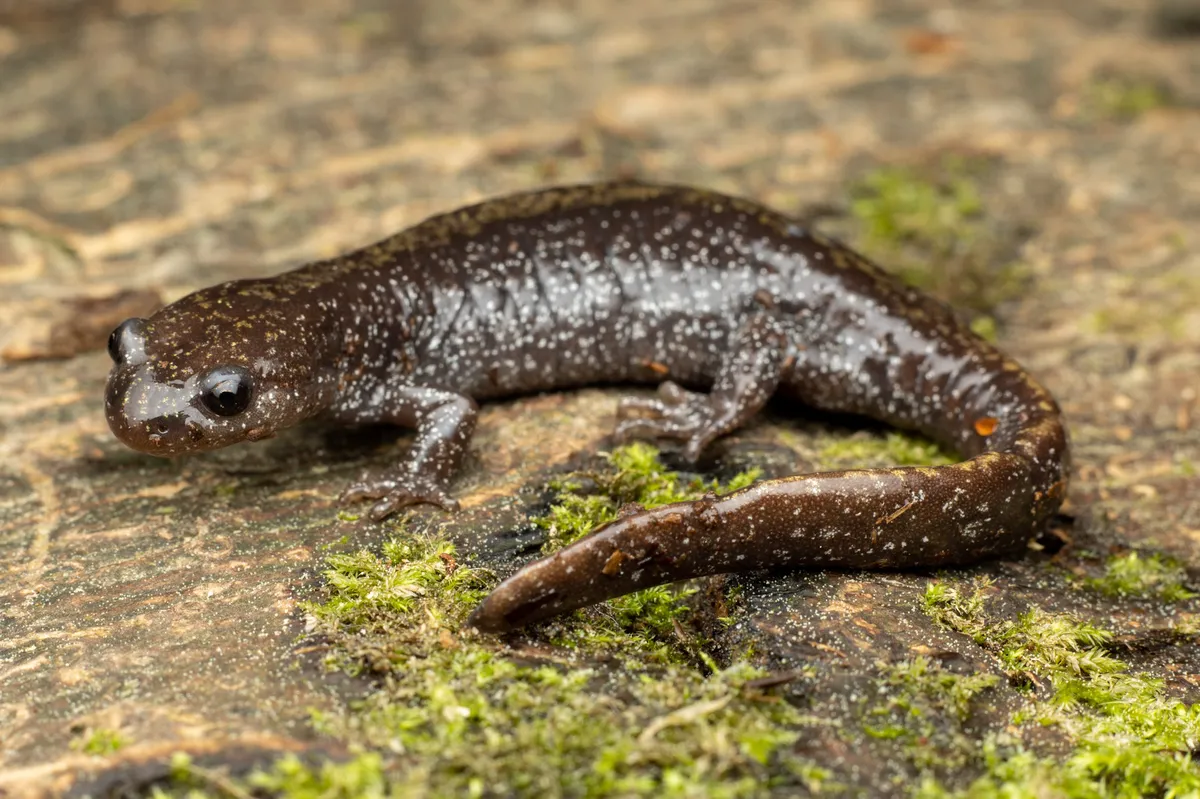 Long-toed Salamander