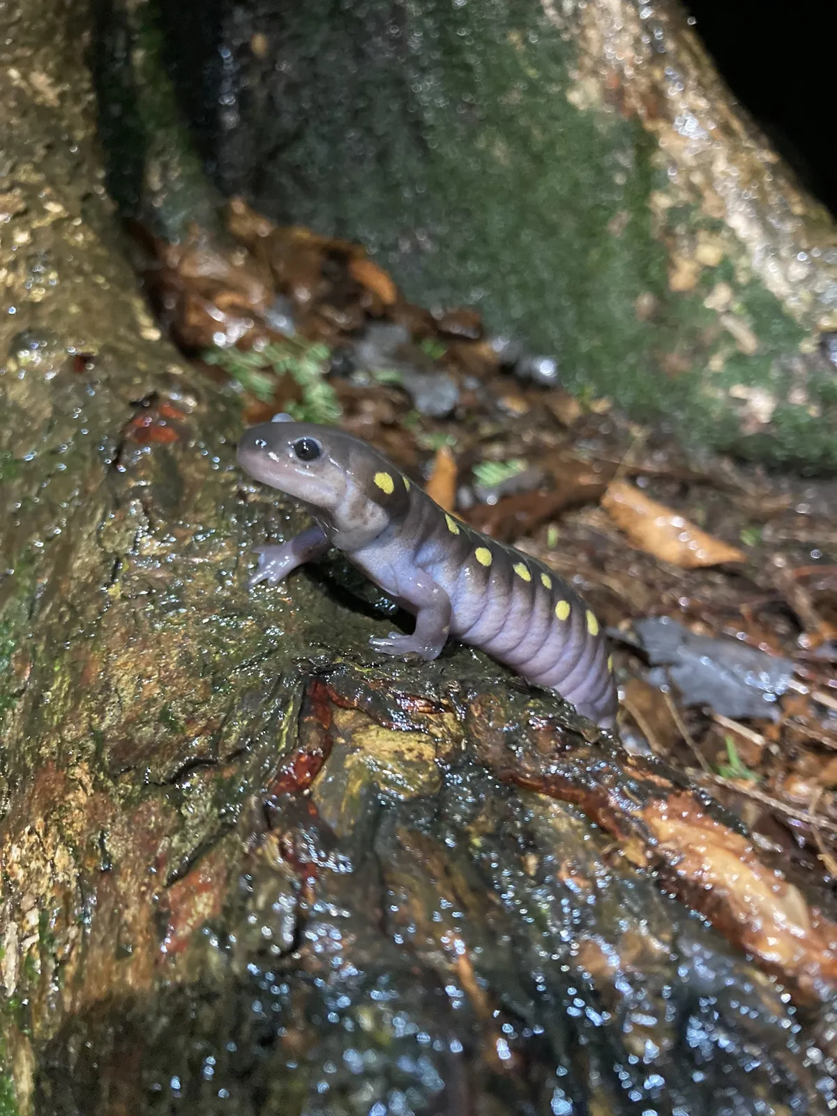 Ambystoma maculatum