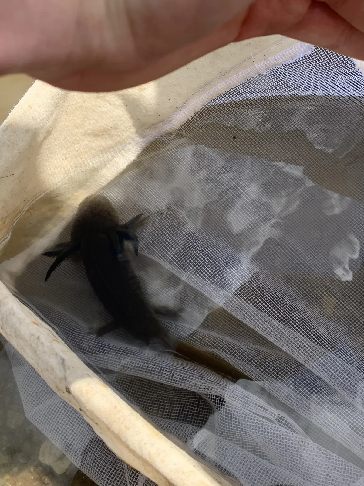 Salamandra Tigre Rayada