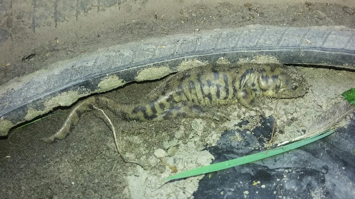 Salamandra Tigre Rayada