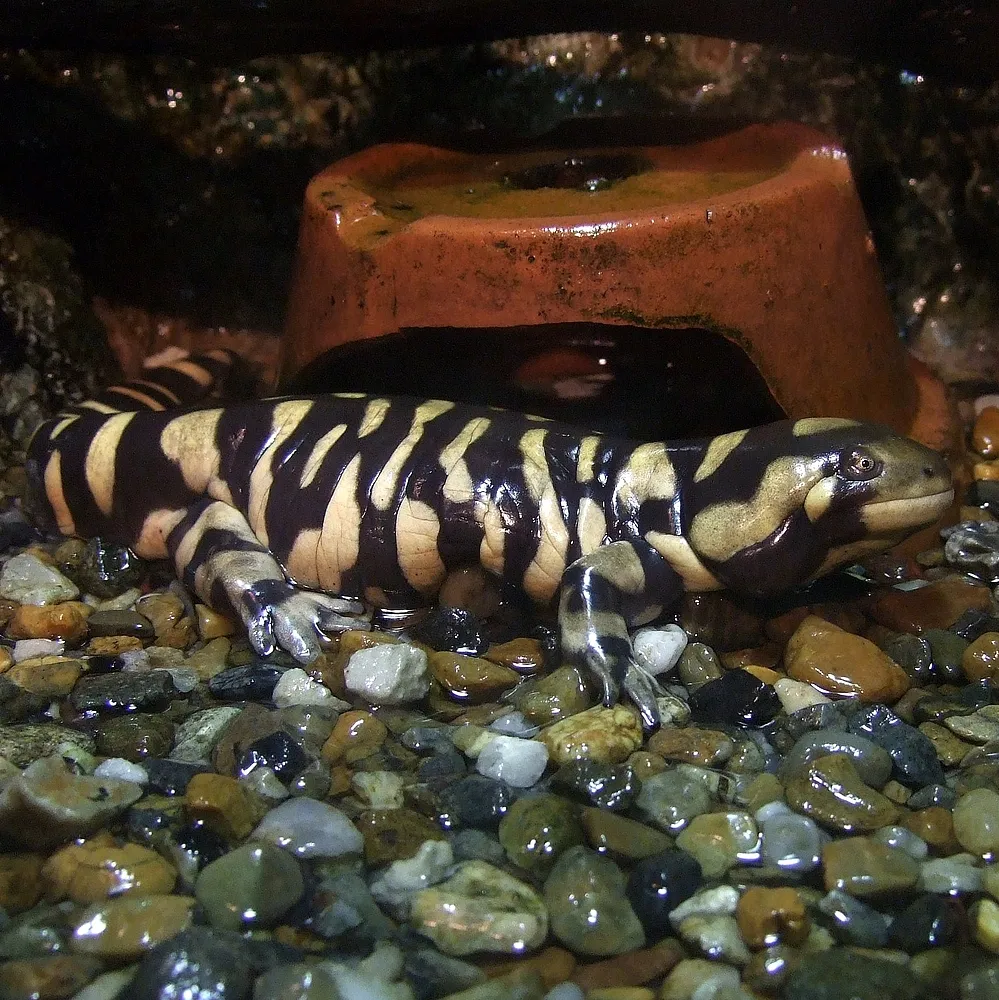Salamandra Tigre Rayada