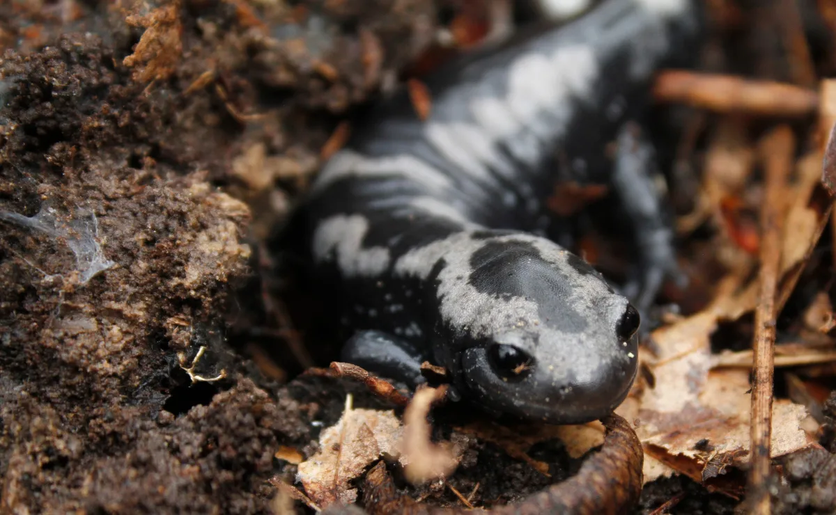 Ambystoma opacum