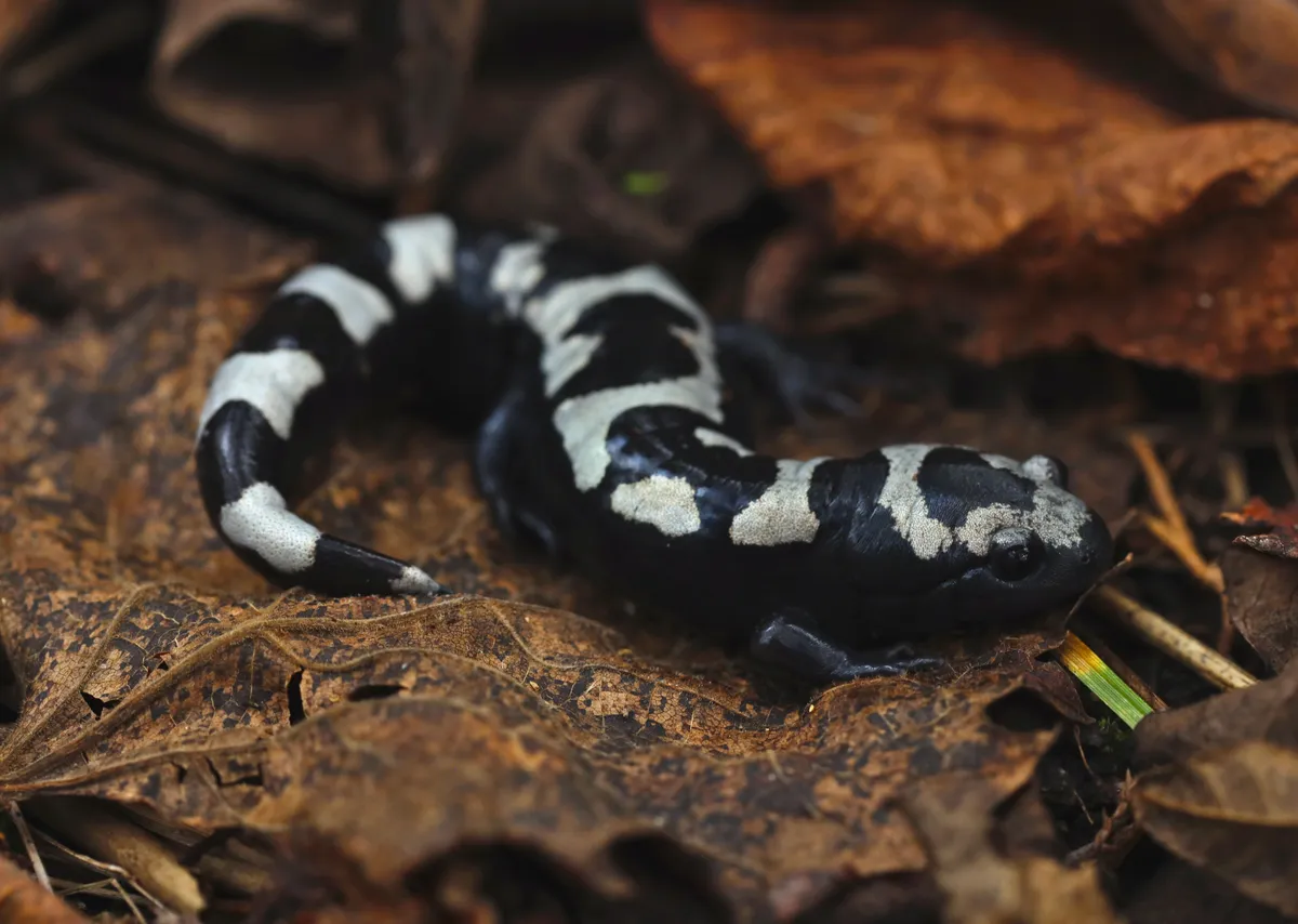 Salamandra Jaspeada