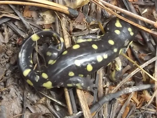 Salamandra Tarahumara