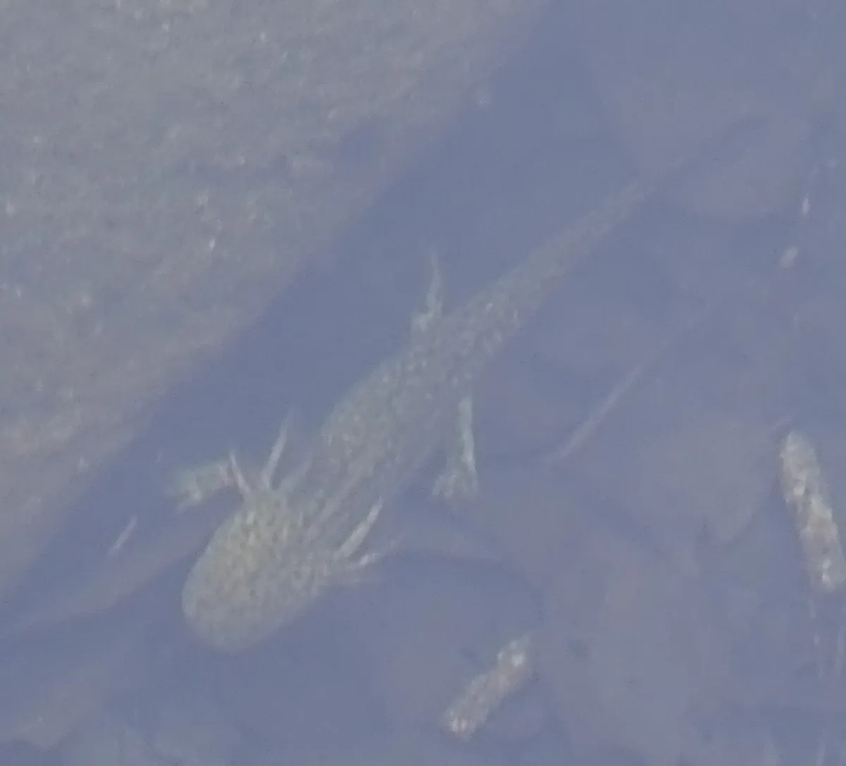 Salamandra Tarahumara