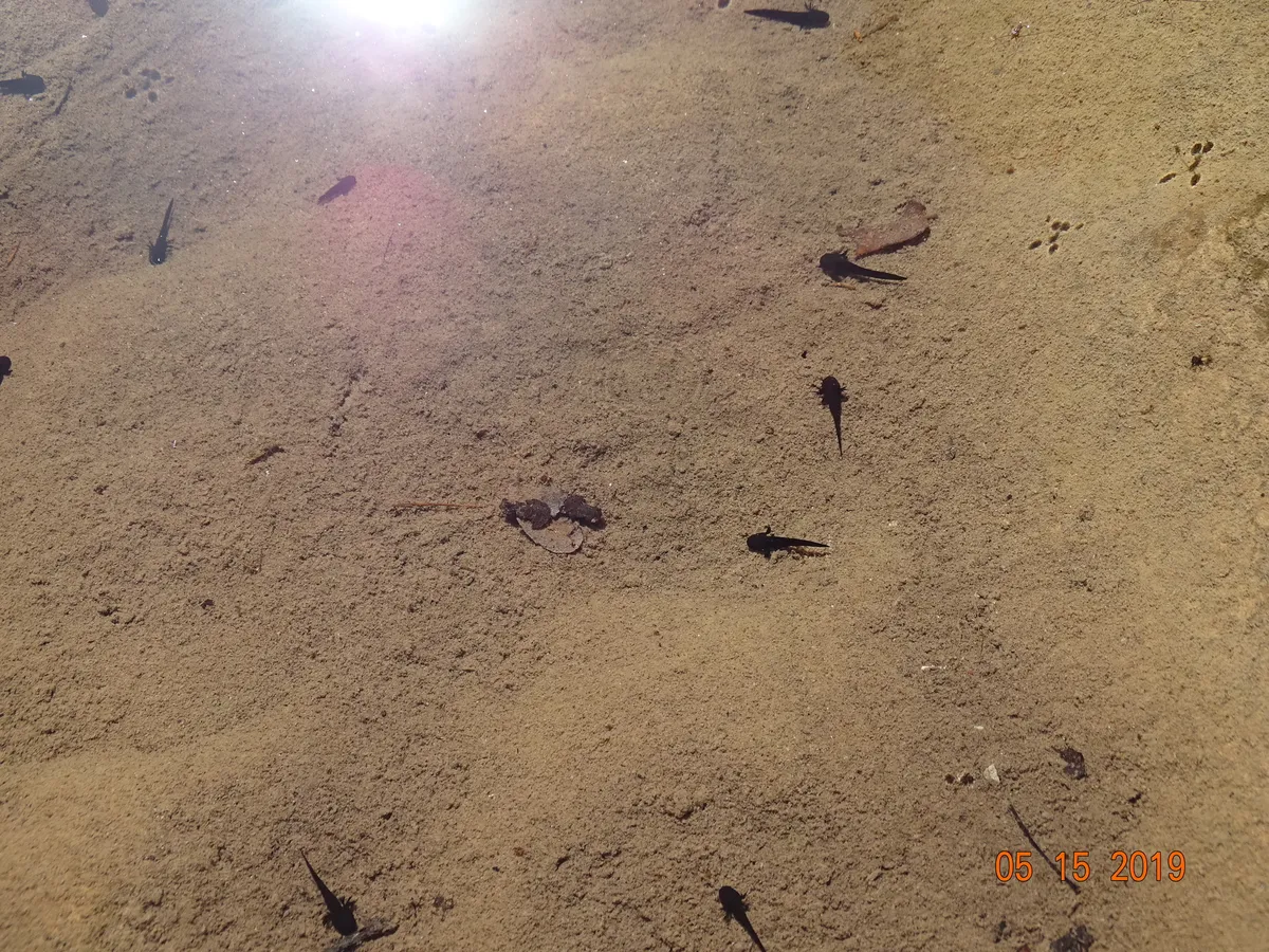 Salamandra Tarahumara