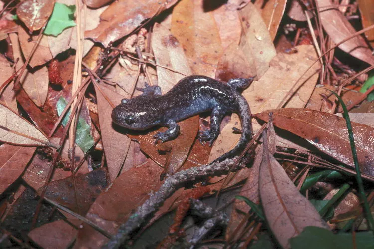 Salamandra Topo