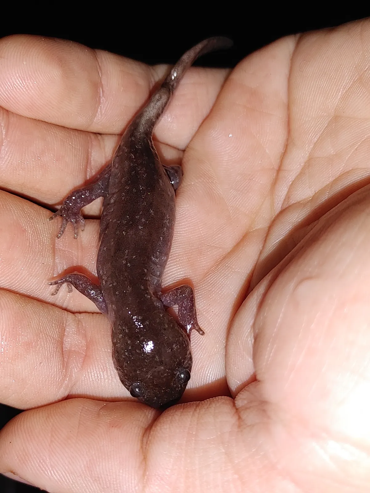 Salamandra Topo