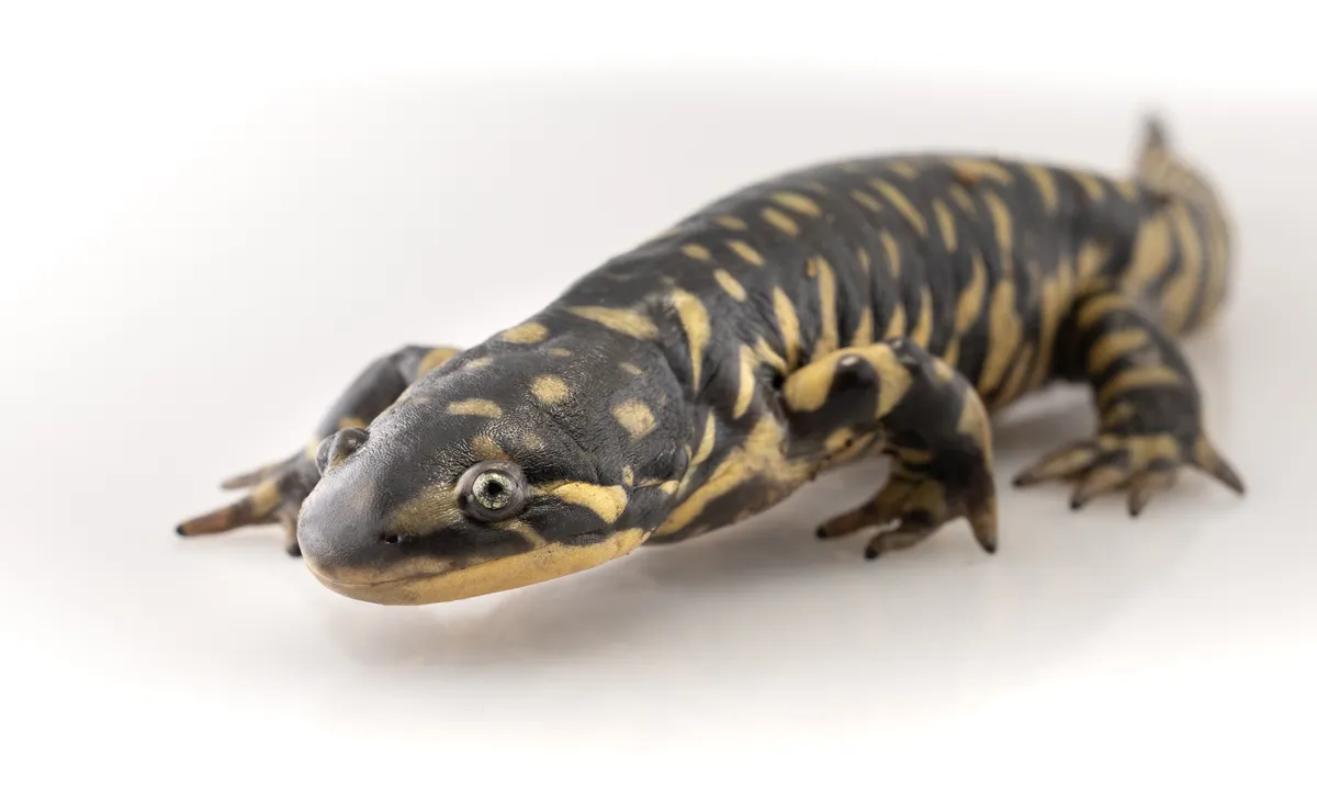 Tiger Salamander
