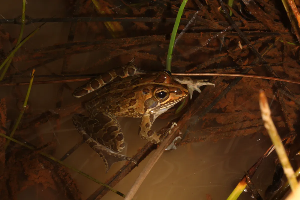 Rana Fluvial de Delalande