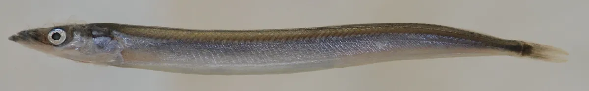 Sand Lance