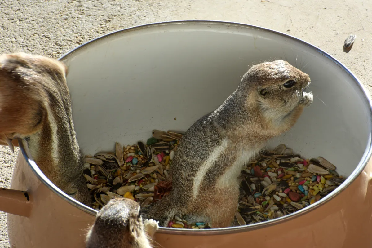 Ardilla Antílope de Cola Blanca