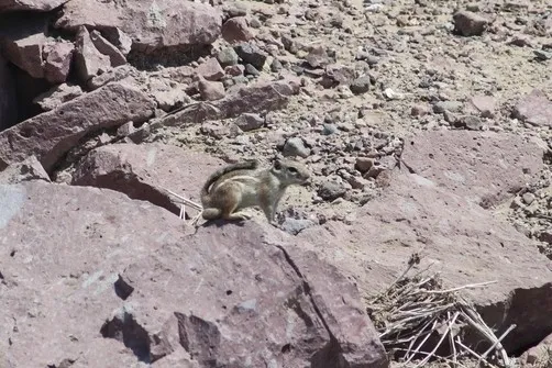 Ardilla Antílope de Cola Blanca