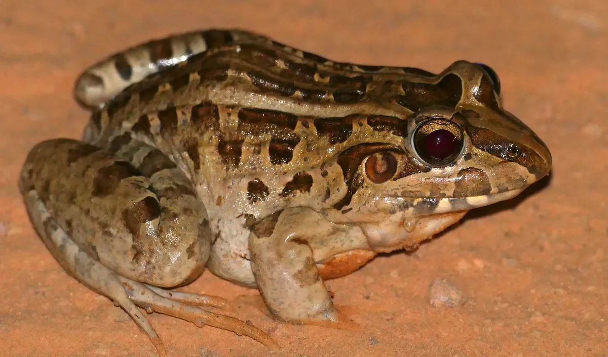 Rana de Labios Blancos