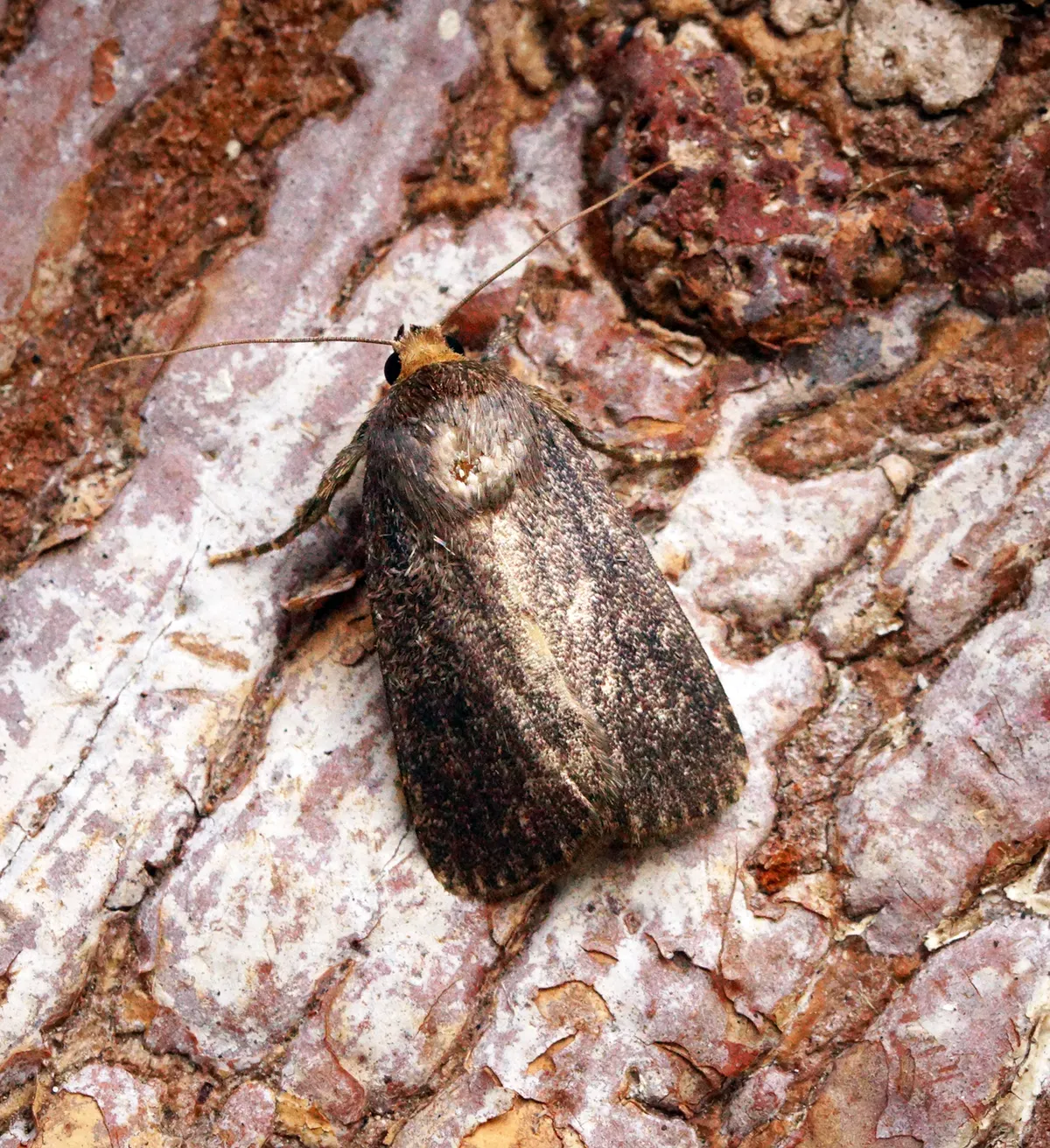 Mouse Moth