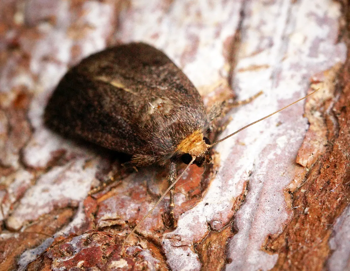 Mouse Moth
