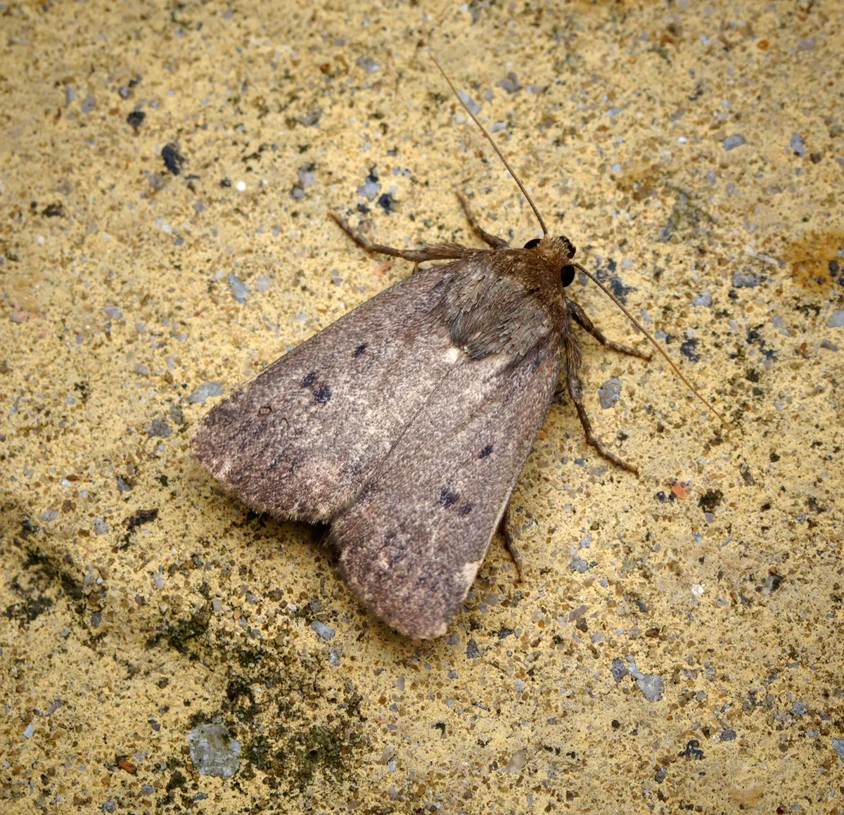 Mouse Moth