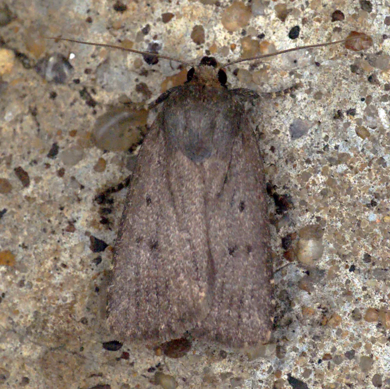 Mouse Moth