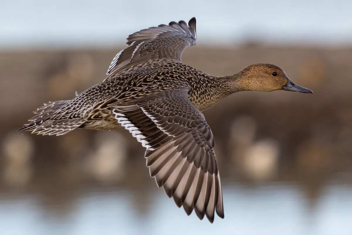 Northern Pintail